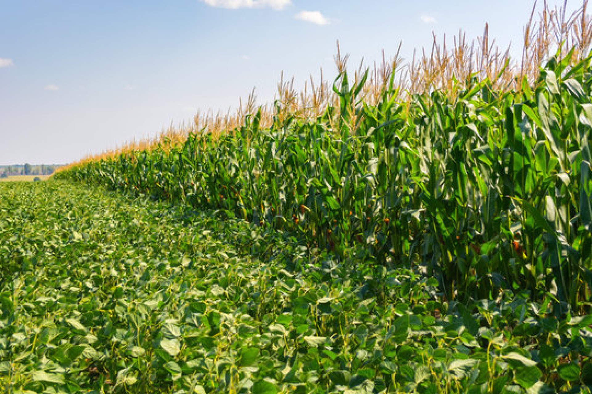 Photo for Established and New Ag Companies Help Calhoun County Grow